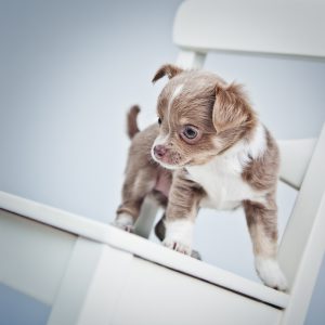 Cute Chihuahua puppy 7 weeks old [url=http://www.istockphoto.com/file_search.php?action=file&lightboxID=5713001][IMG]http://knape.webblogg.se/images/2009/hund_62371245.jpg[/IMG][/url] [url=file_closeup.php?id=14350730][img]file_thumbview_approve.php?size=1&id=14350730[/img][/url] [url=file_closeup.php?id=14350719][img]file_thumbview_approve.php?size=1&id=14350719[/img][/url] [url=file_closeup.php?id=14350705][img]file_thumbview_approve.php?size=1&id=14350705[/img][/url] [url=file_closeup.php?id=14350695][img]file_thumbview_approve.php?size=1&id=14350695[/img][/url] [url=file_closeup.php?id=14350689][img]file_thumbview_approve.php?size=1&id=14350689[/img][/url] [url=file_closeup.php?id=14350676][img]file_thumbview_approve.php?size=1&id=14350676[/img][/url] [url=file_closeup.php?id=14348989][img]file_thumbview_approve.php?size=1&id=14348989[/img][/url] [url=file_closeup.php?id=14348986][img]file_thumbview_approve.php?size=1&id=14348986[/img][/url] [url=file_closeup.php?id=14348980][img]file_thumbview_approve.php?size=1&id=14348980[/img][/url] [url=file_closeup.php?id=14348970][img]file_thumbview_approve.php?size=1&id=14348970[/img][/url]