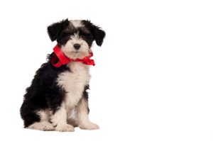 Chinese Crested Dog - Powder-puff puppy on a white background with space for text.