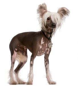 Chinese Crested Dog, 10 months old, standing in front of white background