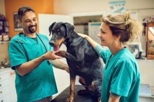 Two happy mid adult veterinarians performing a medical exam on black Doberman in the animal hospital.