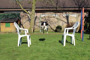 Hund springt über Hürde