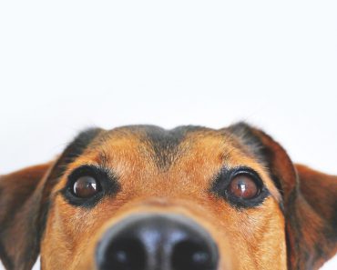 Korthårig hund